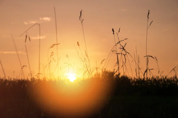 Rumput kering saat matahari terbenam Stok Gambar