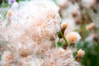 Thistle alanından sonra çiçekli