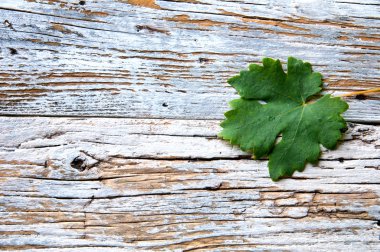 Yaprak üzüm beyaz vintage tablo