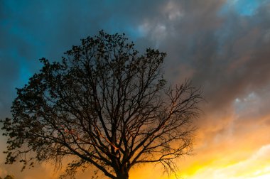 Ağaç üzerinde dramatik bulutlar