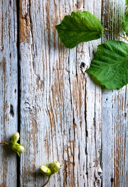 绿色的榛子和白色的老式桌子上的叶子 — 图库照片