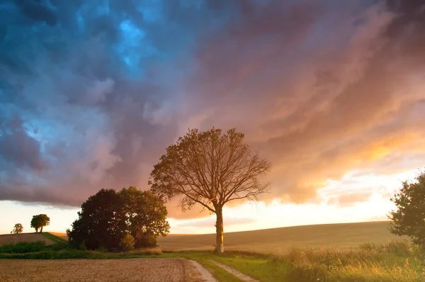 在田野和树木的戏剧性云 — 图库照片