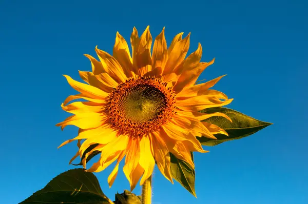 Sunflower in full bloom on blue sky