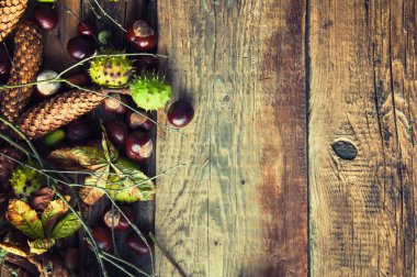 Kestane, meşe palamutları, solmuş yapraklar ve koniler. Üstten Görünüm. Boşaltmak