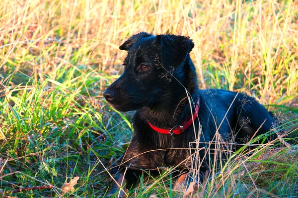 Nasser schwarzer Hund im Freien — Stockfoto
