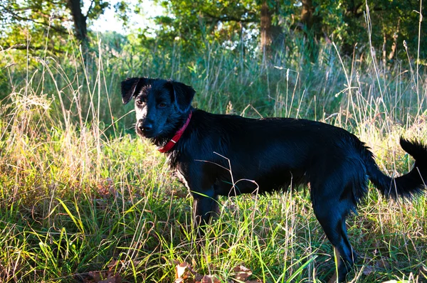 Nasser schwarzer Hund im Freien — Stockfoto