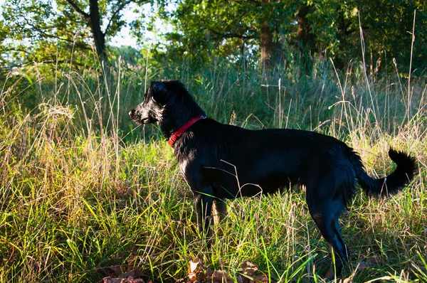 屋外のウェットの黒犬 — ストック写真