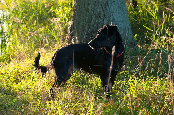 屋外のウェットの黒犬 — ストック写真
