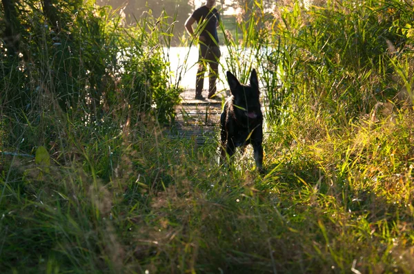 湖の周りを走っている黒犬 — ストック写真