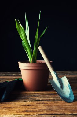 Bahçecilik aletleri ve saksı çiçek