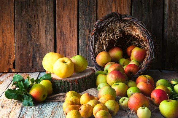 Wilde Äpfel und Birnen im Korb — Stockfoto