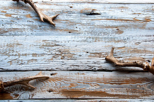 Deer antlers on white wooden background. Top view. Copyspace