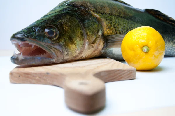 Zander listo para cocinar sobre fondo blanco — Foto de Stock