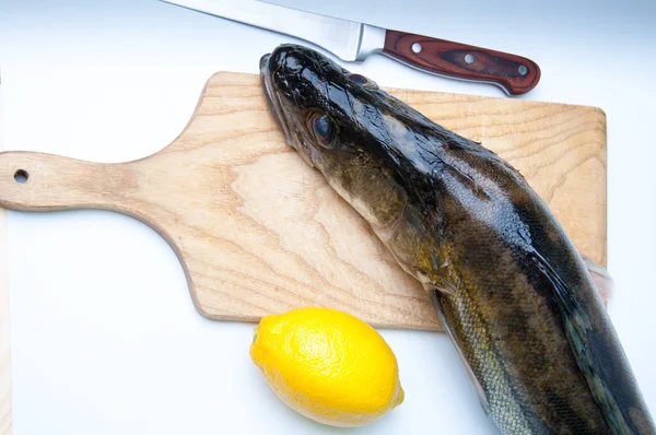 Zander listo para cocinar sobre fondo blanco — Foto de Stock