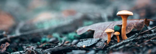 Nahaufnahme Von Pilzen Herbstlichen Wald — Stockfoto