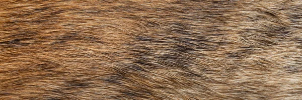 Close Brown Fur Texture — Stock Photo, Image