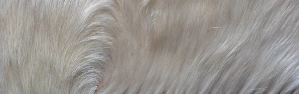Close Gray Fur Texture — Stock Photo, Image