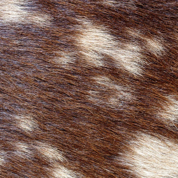 褐色の毛皮の質感を閉じ込め — ストック写真