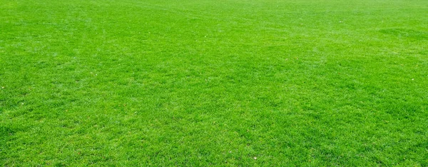 Background Green Grass Field — Stock Photo, Image