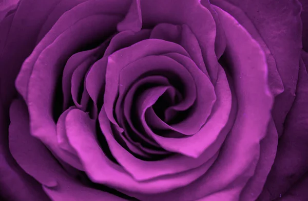 Gros Plan Rose Violette — Photo