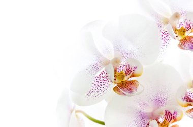 Beyaz arkaplanda beyaz orkide çiçeği makrosu