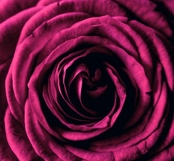 Розовая Роза — стоковое фото