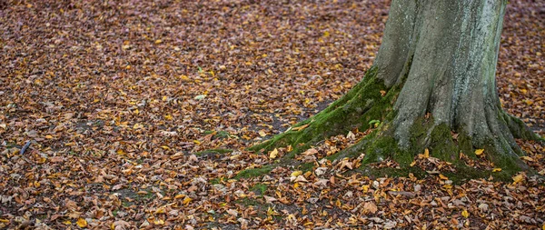 Texture Feuille Automne Sur Sol Dans Parc — Photo