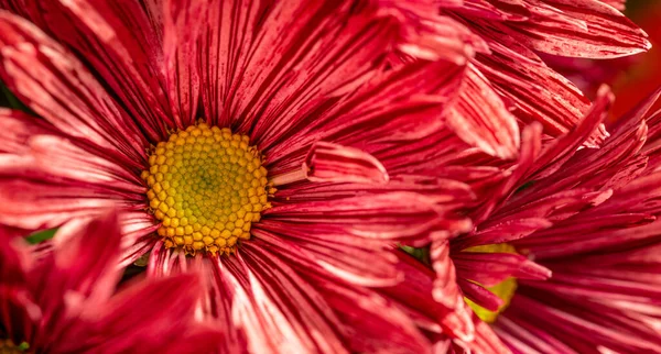Розовый Цветок Гербер Розовом Фоне — стоковое фото