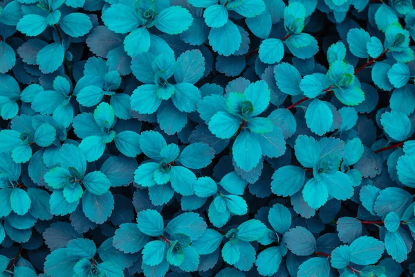 Blue Leaves Tree — Stock Photo, Image