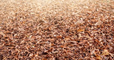 Sarı sonbahar yaprakları ormandaki arka planda.