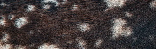 Textura Přírodní Divoké Hnědé Kožešiny Pozadí — Stock fotografie