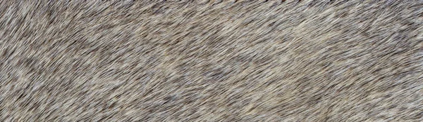 Textura Přírodní Divoké Šedé Kožešiny Pozadí — Stock fotografie