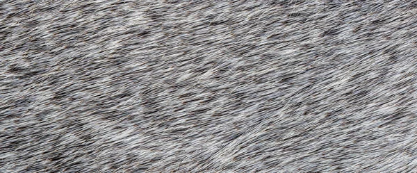 Textura Fondo Piel Gris Salvaje Natural — Foto de Stock