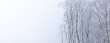 Kışın karla kaplı ağaçlar - kış ormanı manzarası