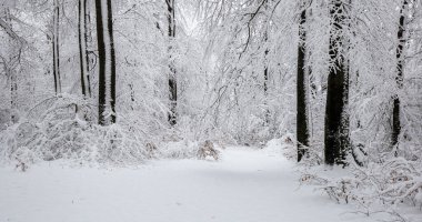 Kışın karla kaplı ağaçlar - kış ormanı manzarası