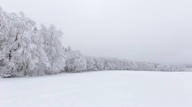 Kışın karla kaplı ağaçlar - kış ormanı manzarası