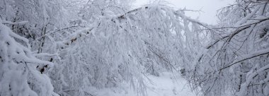 Kışın karla kaplı ağaçlar - kış ormanı manzarası