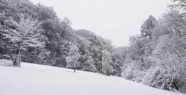 Kış ormanlarında karla kaplı ağaçlar.