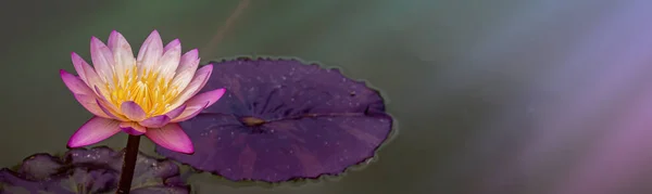 Rosa Seerose Teich Unter Sonnenlicht Blütezeit Der Lotusblume — Stockfoto