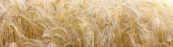 Campo Grano Dorato Sotto Luce Del Sole Estate — Foto Stock