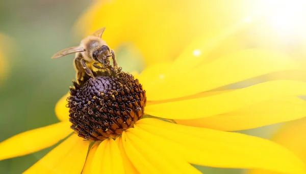 Закрыть Пчелу Солнечным Светом Желтом Садовом Цветке — стоковое фото