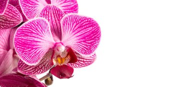Beyaz arkaplanda izole edilmiş pembe orkide çiçeği
