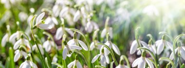 Güneş ışığı altında kar damlası çiçeklerini kapat - bahar zamanı çiçekleri