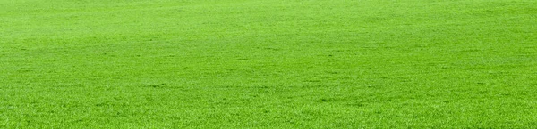 Background Green Grass Field — Stock Photo, Image