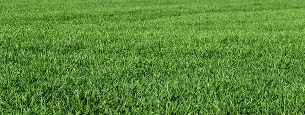 Achtergrond Van Groen Gras Veld — Stockfoto