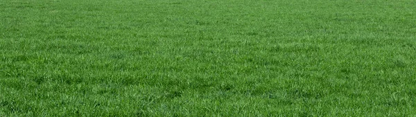 Фон Зеленого Газонного Поля — стоковое фото