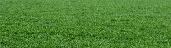 Achtergrond Van Groen Gras Veld — Stockfoto