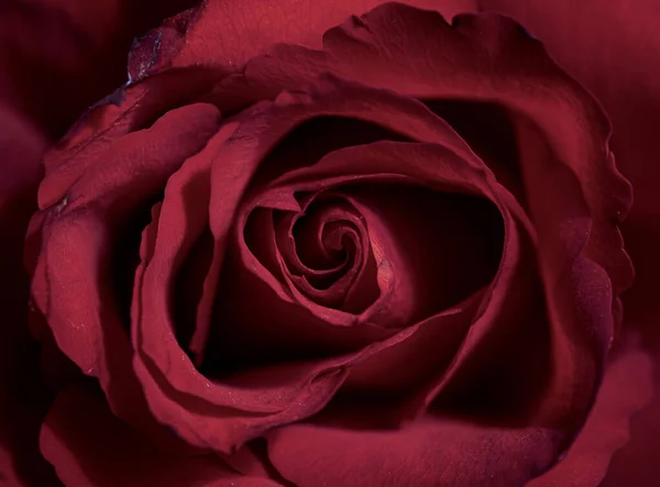 Закрыть Красную Розу — стоковое фото