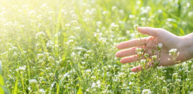 Kadın elini bahar tarlasına uzatır güneş ışığıyla çimenler