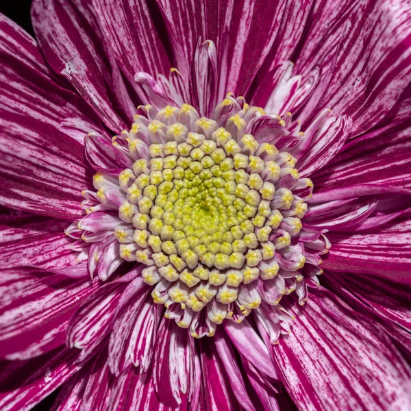 Makro Różowego Kwiatu Hryzantemy — Zdjęcie stockowe